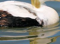 Eider (Breast & Body) - pic by Nigel Key